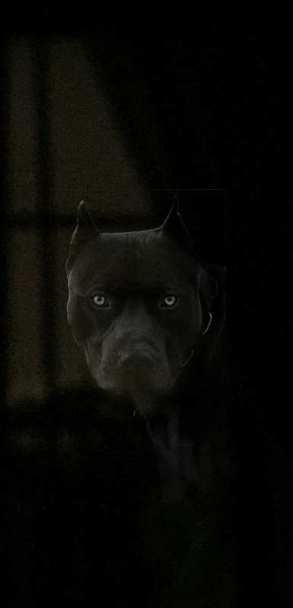 Spike, Shadow of my Netherworld